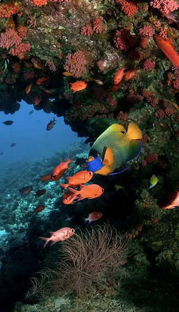 Underwater scene, Haa Alif Atoll
