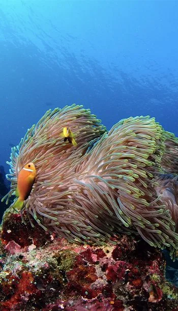 Underwater scene, Rhasdoo Atoll