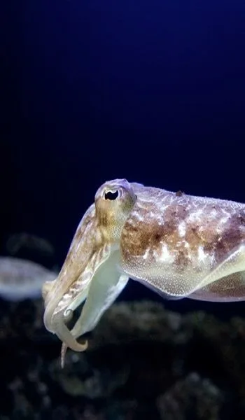 Underwater scene, North Male' Atoll
