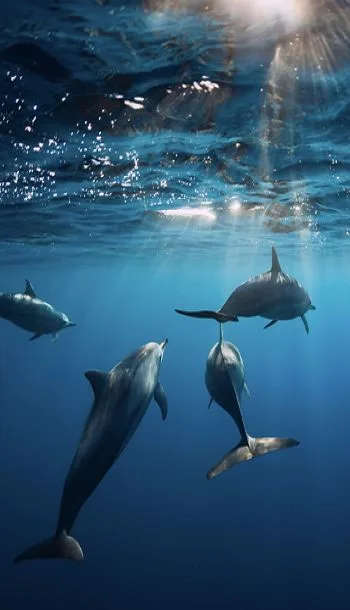 Underwater scene, Faafu Atoll