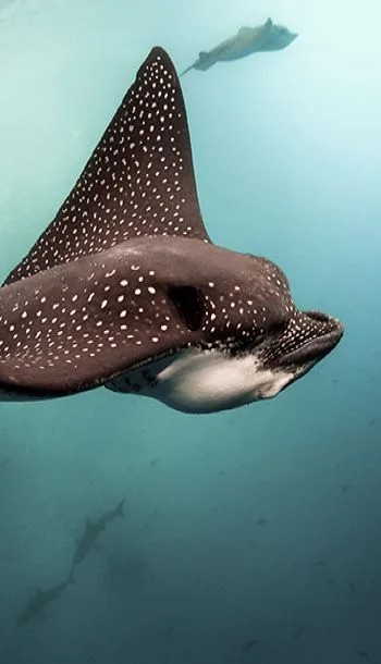 Underwater scene, Raa Atoll