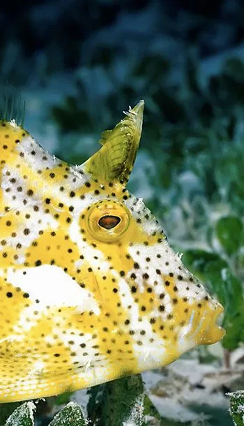 Underwater scene, South Ari Atoll