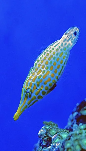 Underwater scene, Dhaalu Atoll