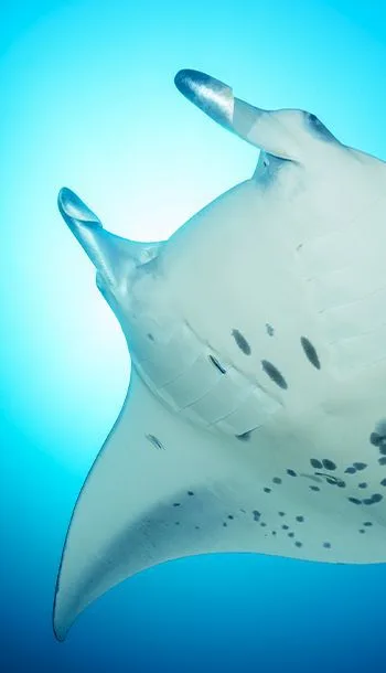 Underwater scene, Addu Atoll