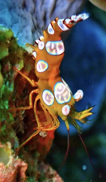 Underwater scene, Shaviyani Atoll