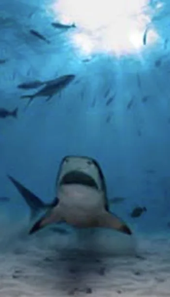 Underwater scene, Fuvahmulah Atoll