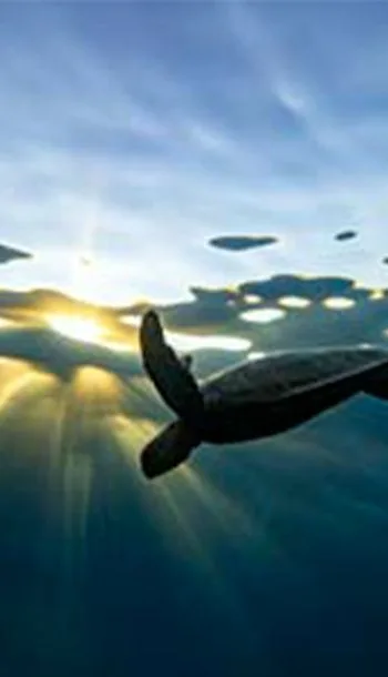 Underwater scene, Vaavu Atoll
