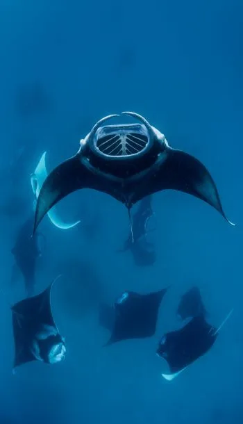 Underwater scene, Baa Atoll