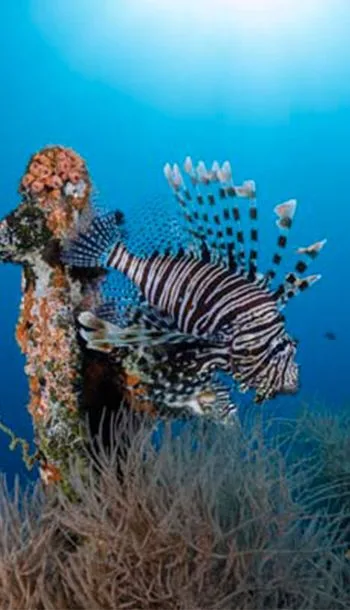 Underwater scene, South Male' Atoll