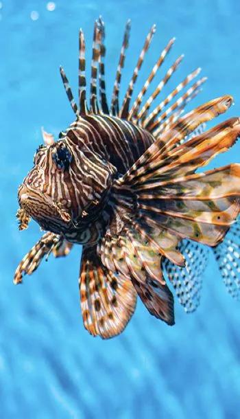 Underwater scene, Noonu Atoll