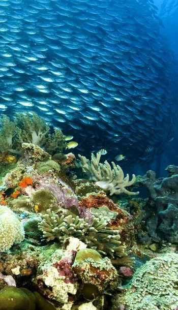 Underwater scene, Haa Dhaalu Atoll