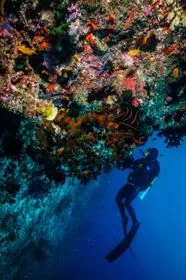 Reef, Rays & Hanifaru Bay